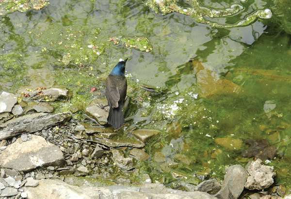 Bird in the water in Park Royal by Antonella Corsino